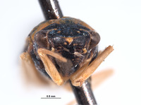 Mesogonia monsonensis image