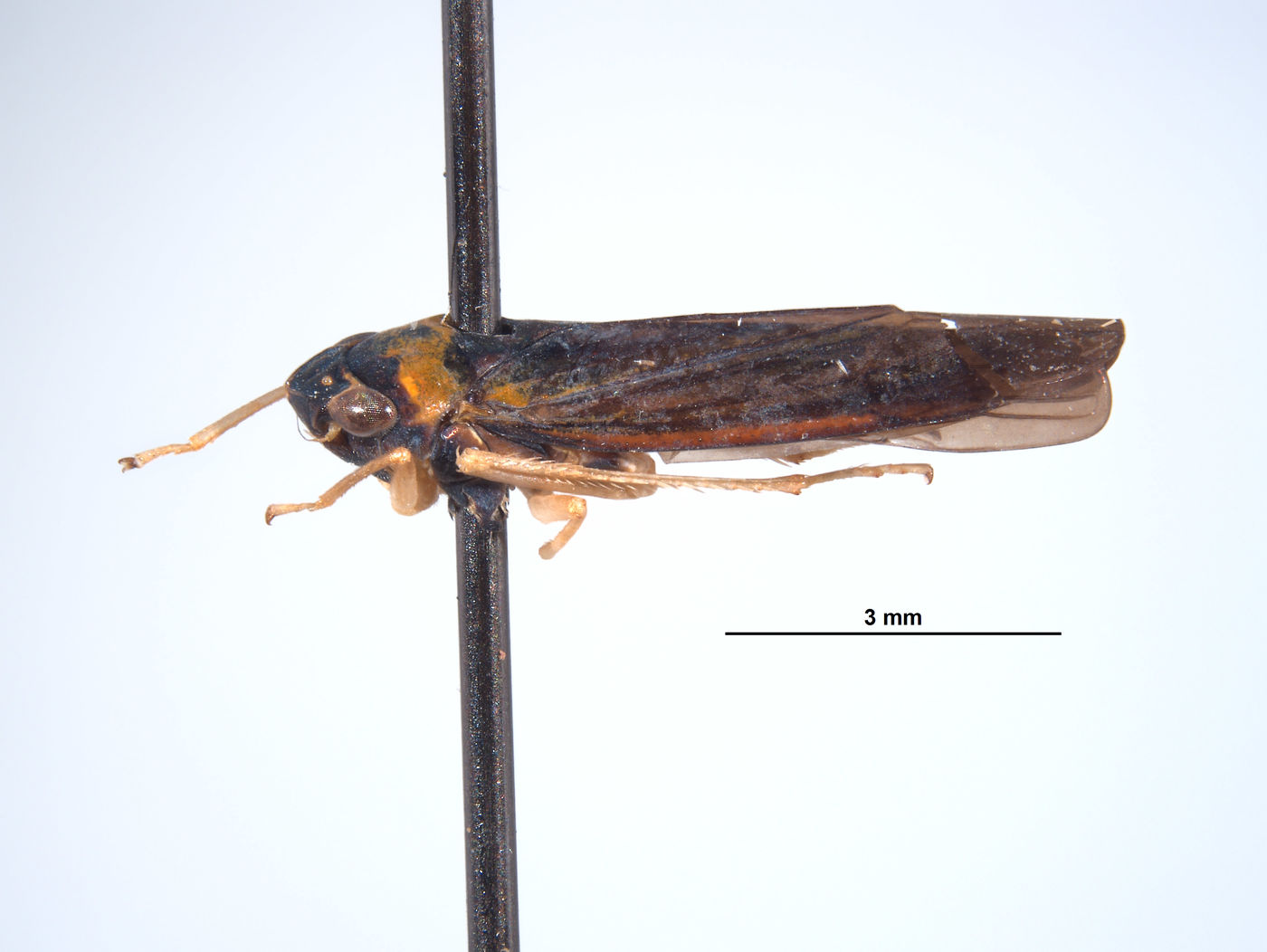 Mesogonia monsonensis image