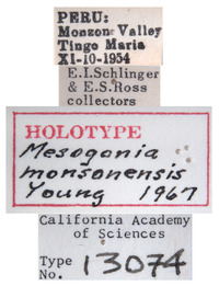 Mesogonia monsonensis image