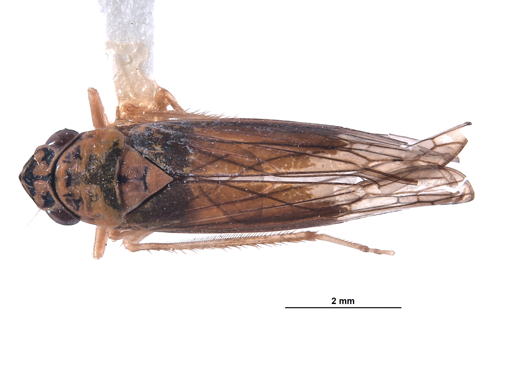 Mesogonia rondosa image