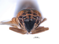 Mesogonia rondosa image