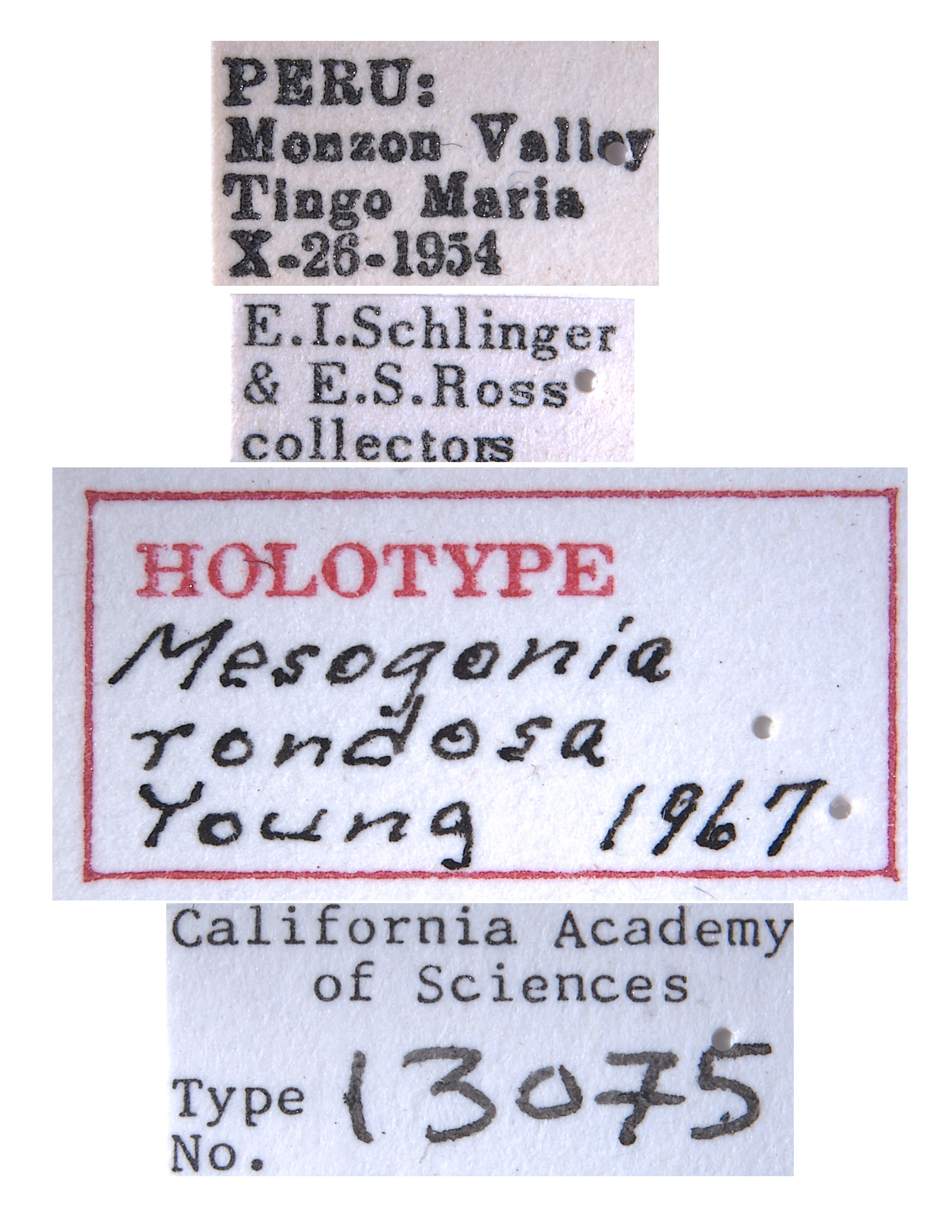 Mesogonia rondosa image