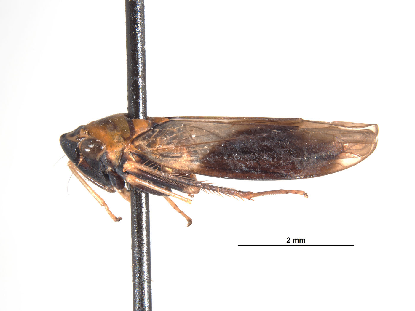 Mesogonia semilucida image