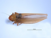 Image of Paromenia stewartae