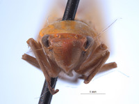 Paromenia stewartae image