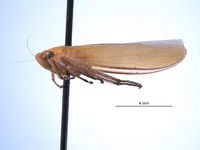 Paromenia stewartae image