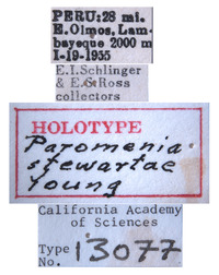 Paromenia stewartae image