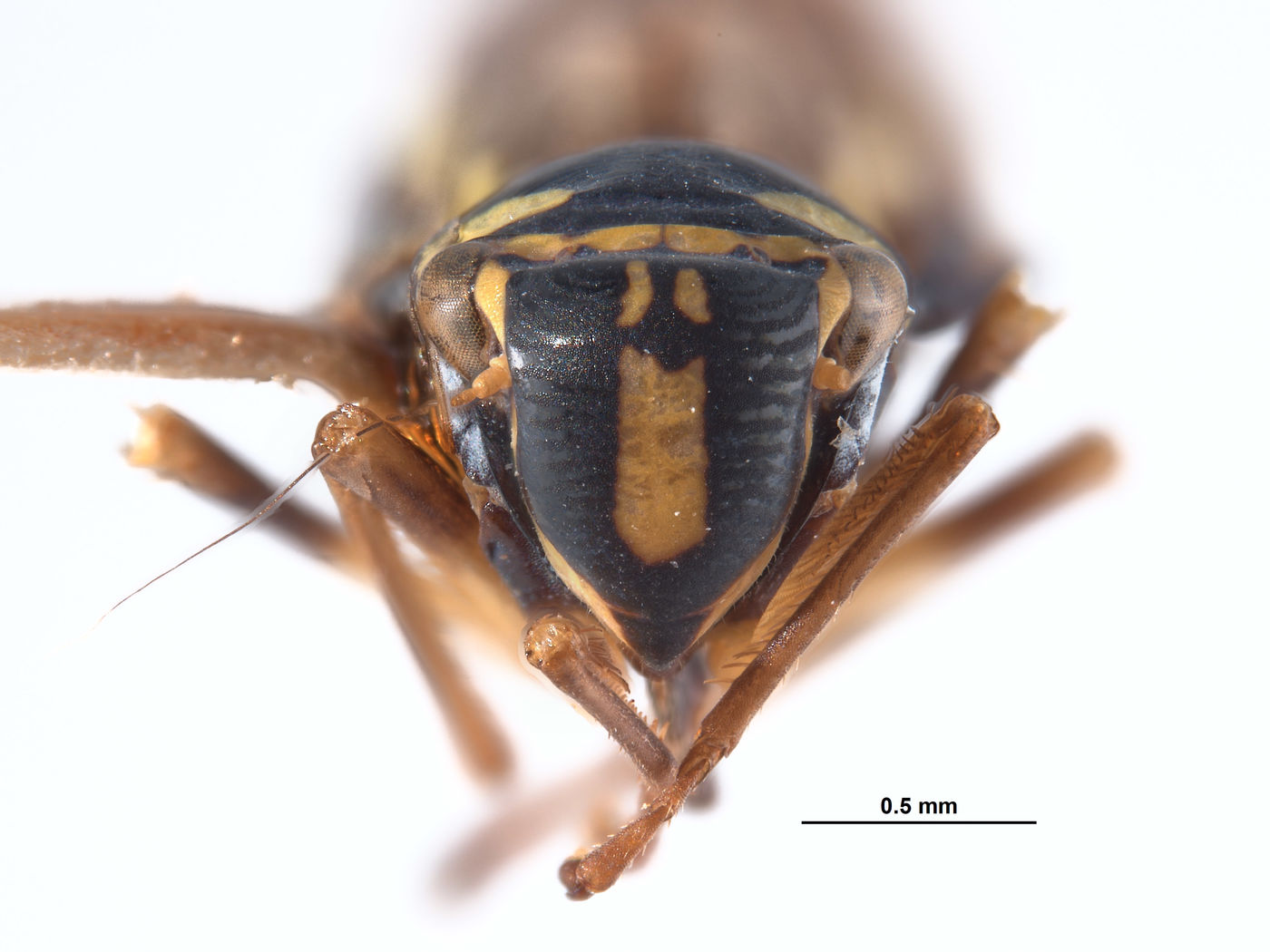 Pawiloma sirochia image