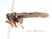 Pawiloma sirochia image