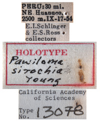 Pawiloma sirochia image