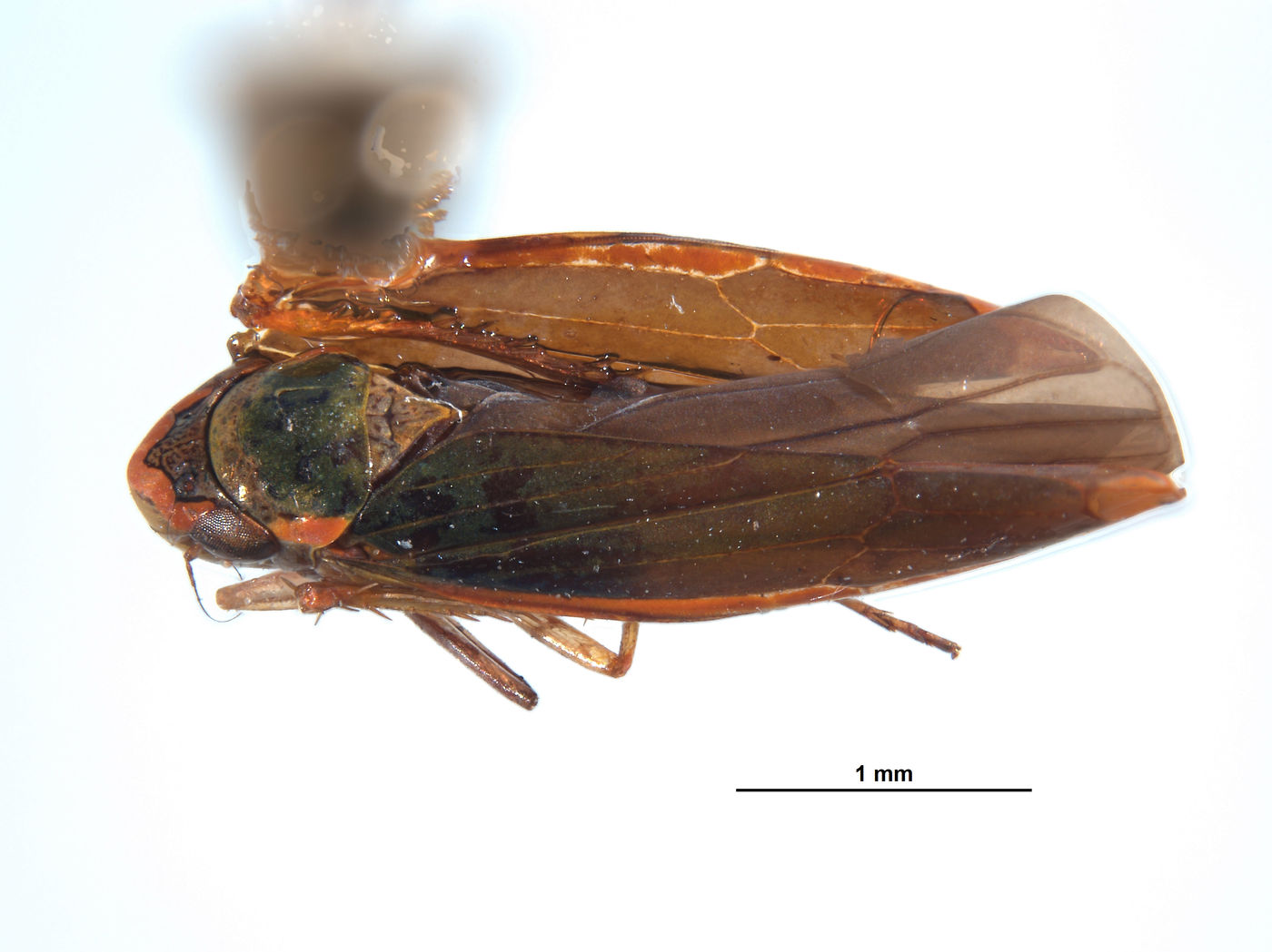 Coronigoniella image