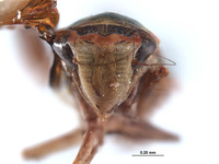 Coronigoniella metana image