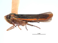 Coronigoniella metana image