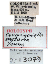 Coronigoniella metana image