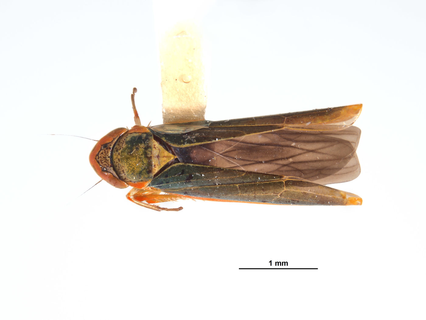 Coronigoniella image