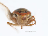 Coronigoniella rubrahua image