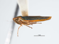 Coronigoniella rubrahua image