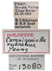 Coronigoniella rubrahua image