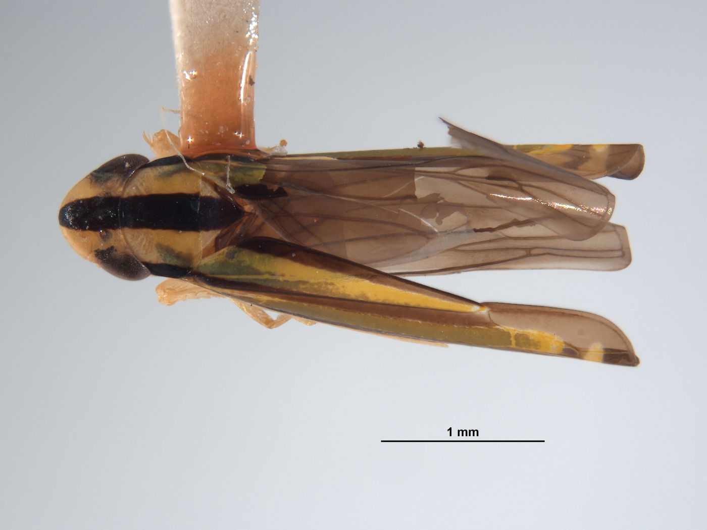 Fusigonalia metaensis image