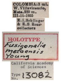 Fusigonalia metaensis image