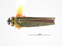 Lautereria unocahua image