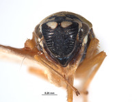 Lautereria unocahua image