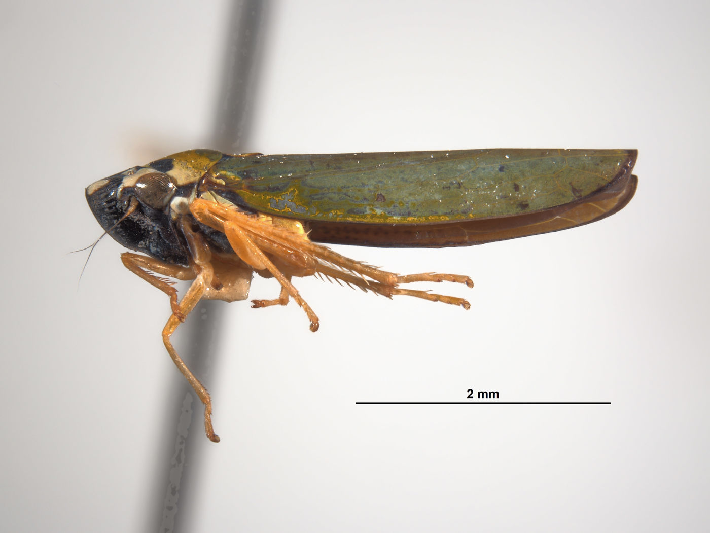 Lautereria unocahua image