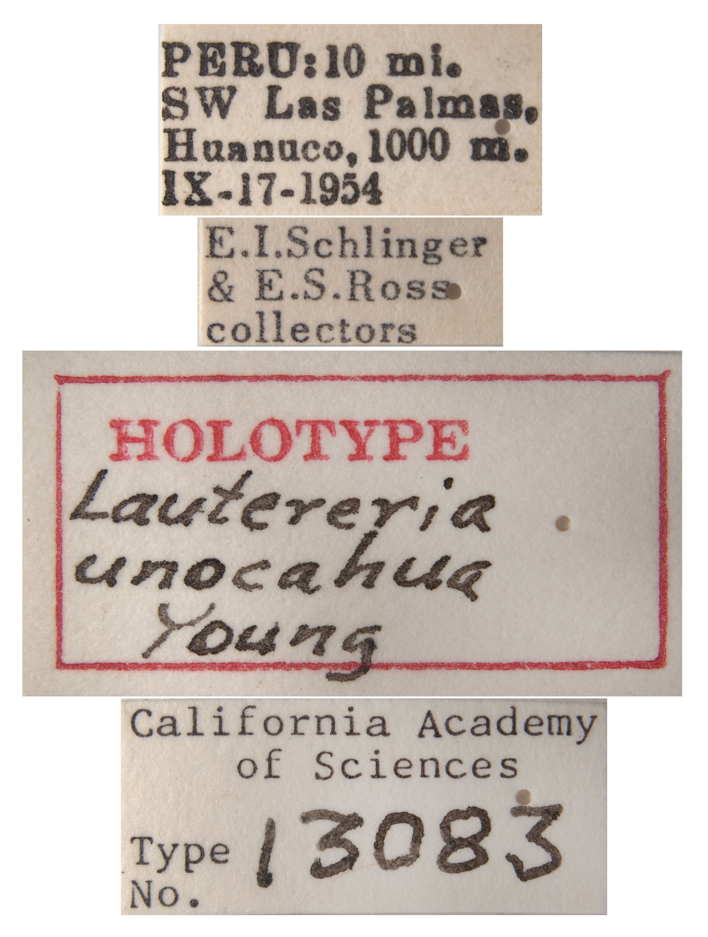 Lautereria unocahua image