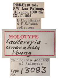 Lautereria unocahua image