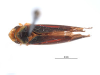 Image of Mesogonia suspecta