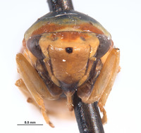 Mesogonia suspecta image