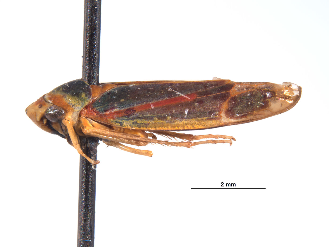 Mesogonia suspecta image