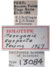 Mesogonia suspecta image