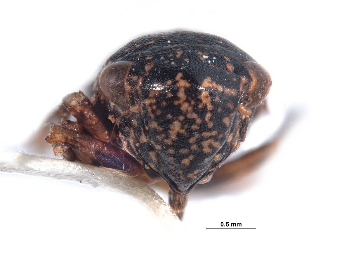 Oragua repetita image