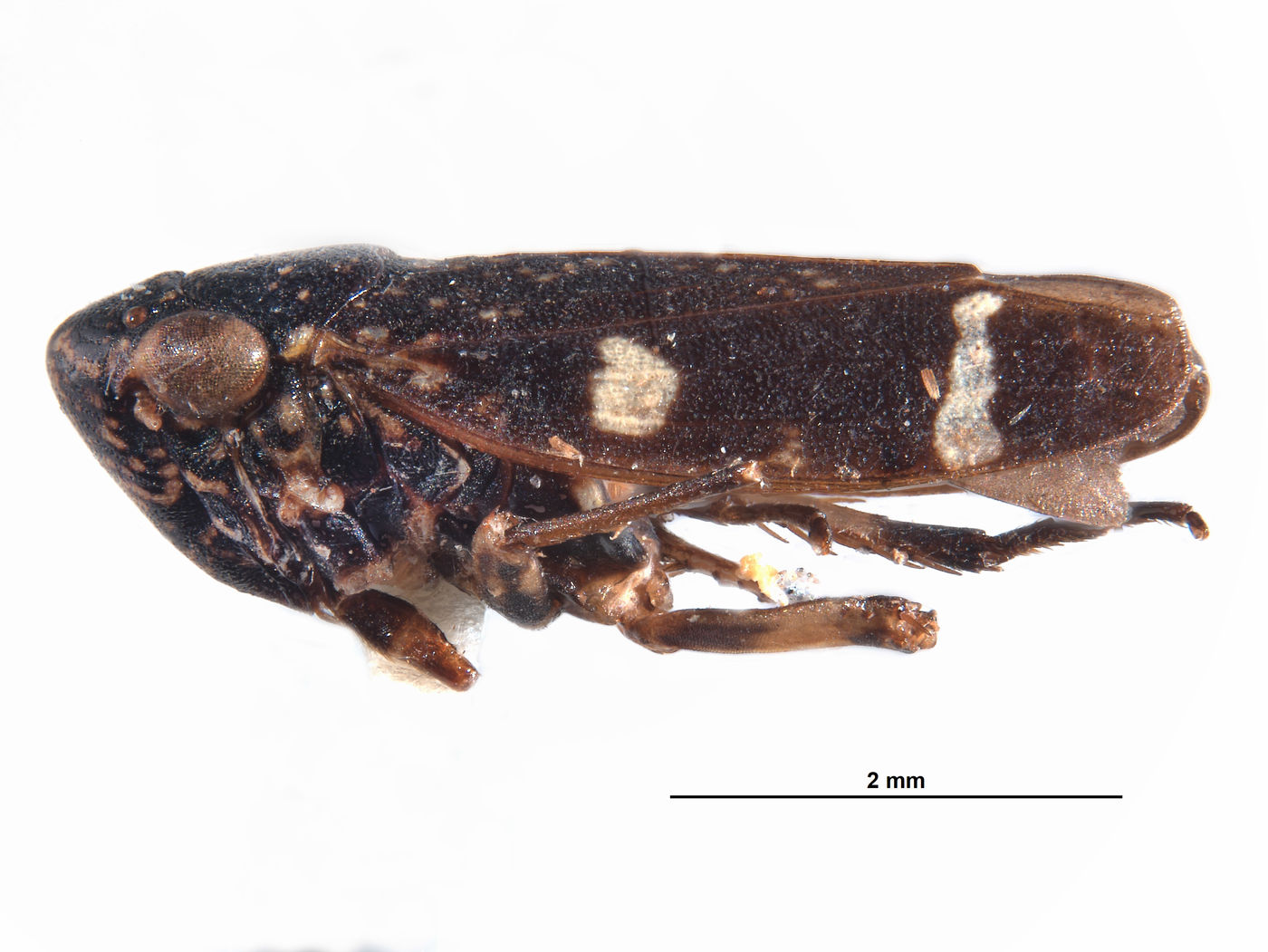 Oragua repetita image