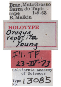 Oragua repetita image