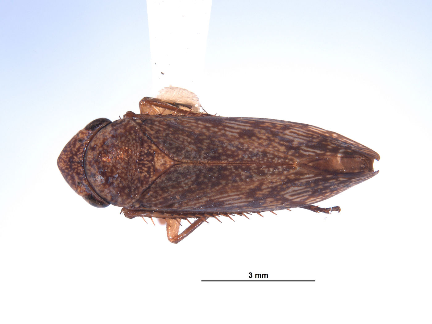 Oragua yuracensis image