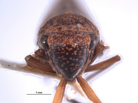 Oragua yuracensis image