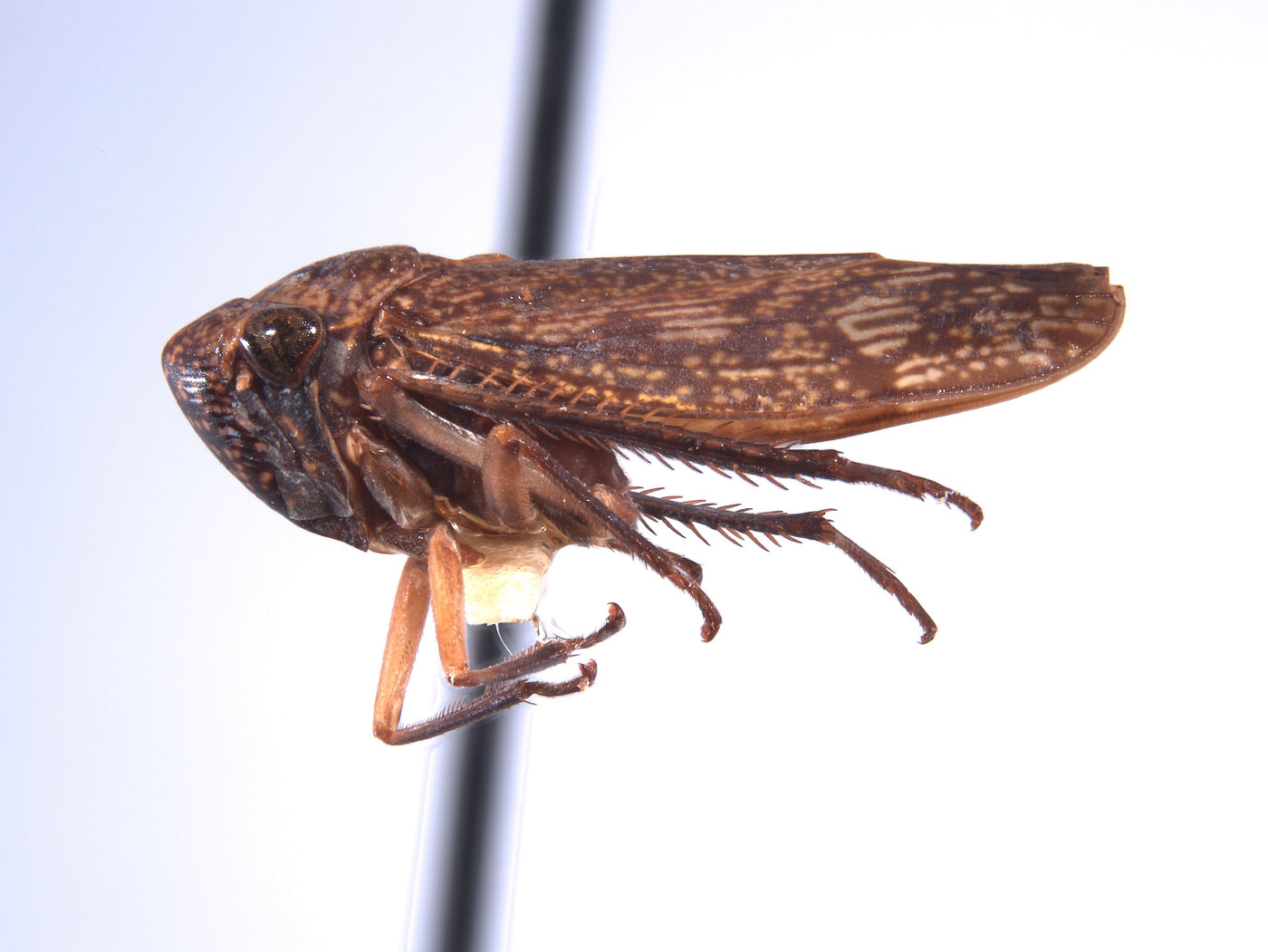 Oragua yuracensis image