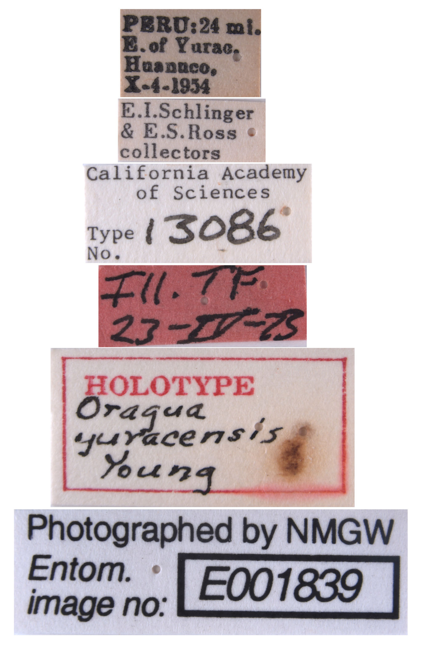 Oragua yuracensis image