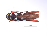 Schistogonalia rhypha image
