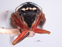 Schistogonalia rhypha image