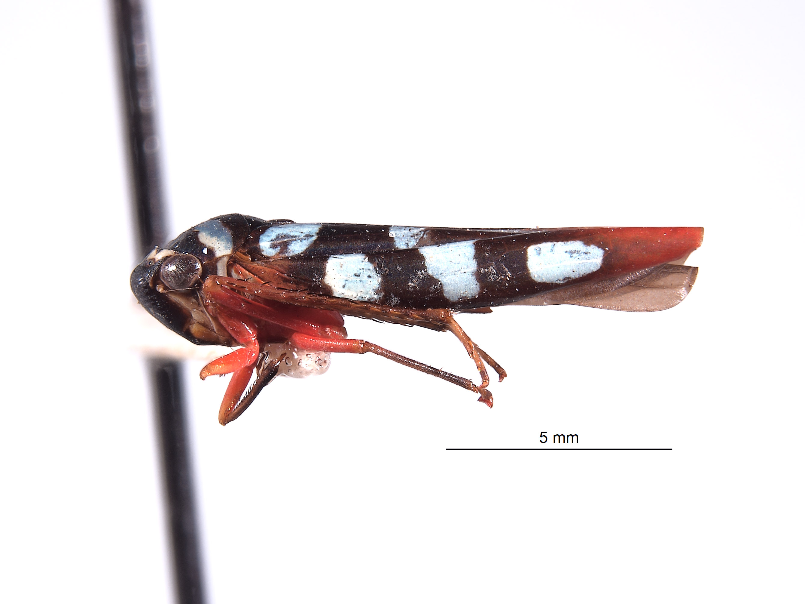 Schistogonalia rhypha image