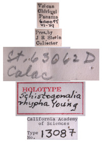 Schistogonalia rhypha image