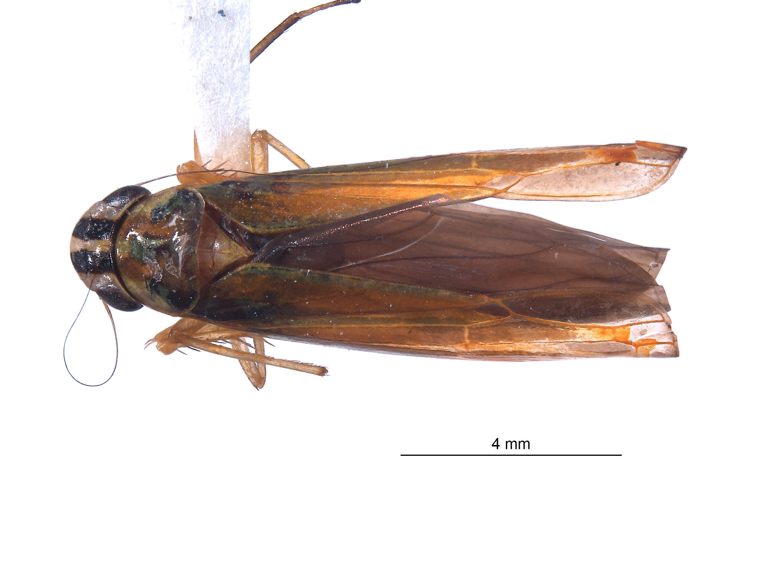 Sibovia carahua image