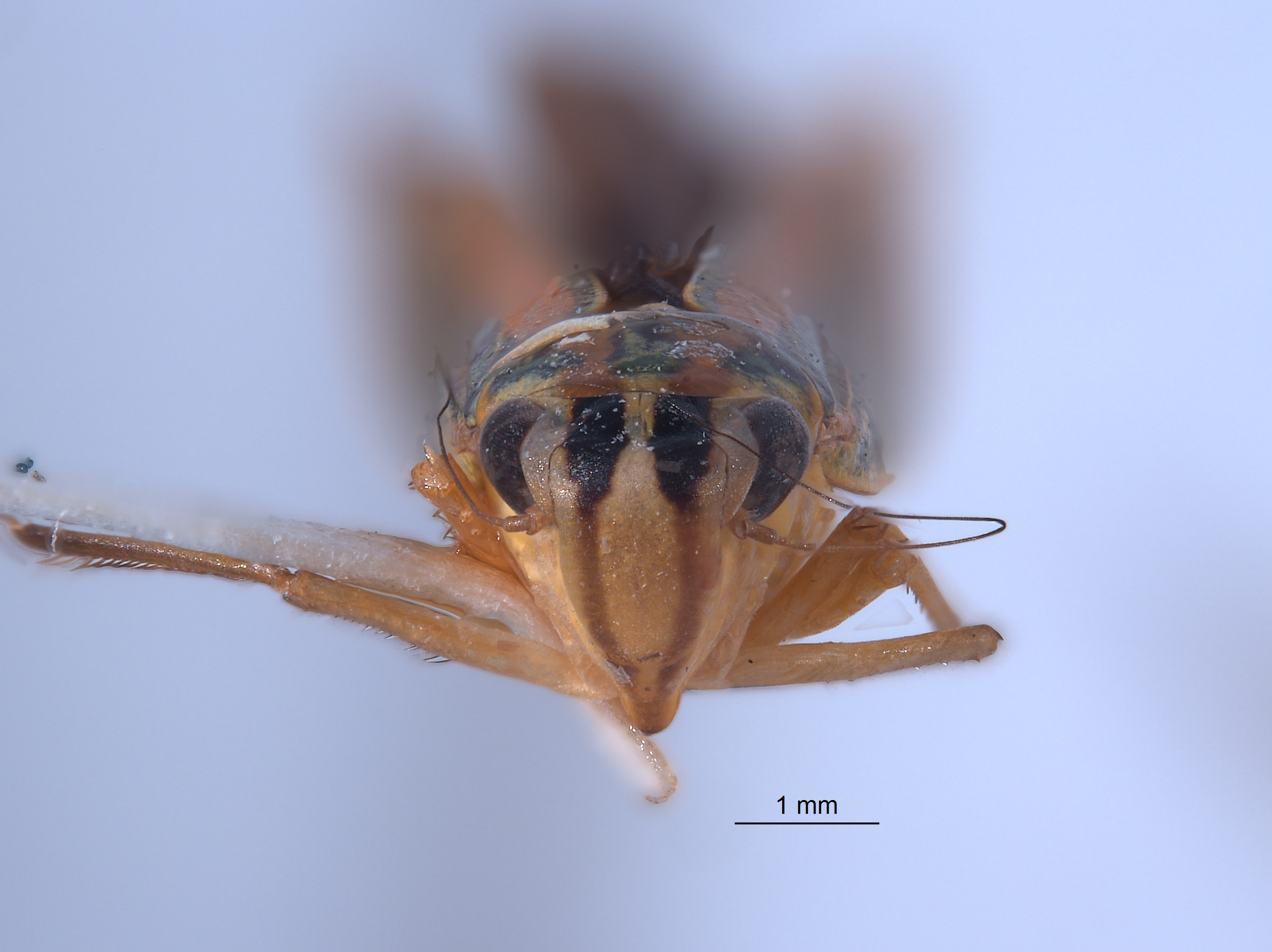 Sibovia carahua image