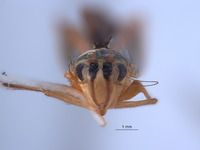 Sibovia carahua image