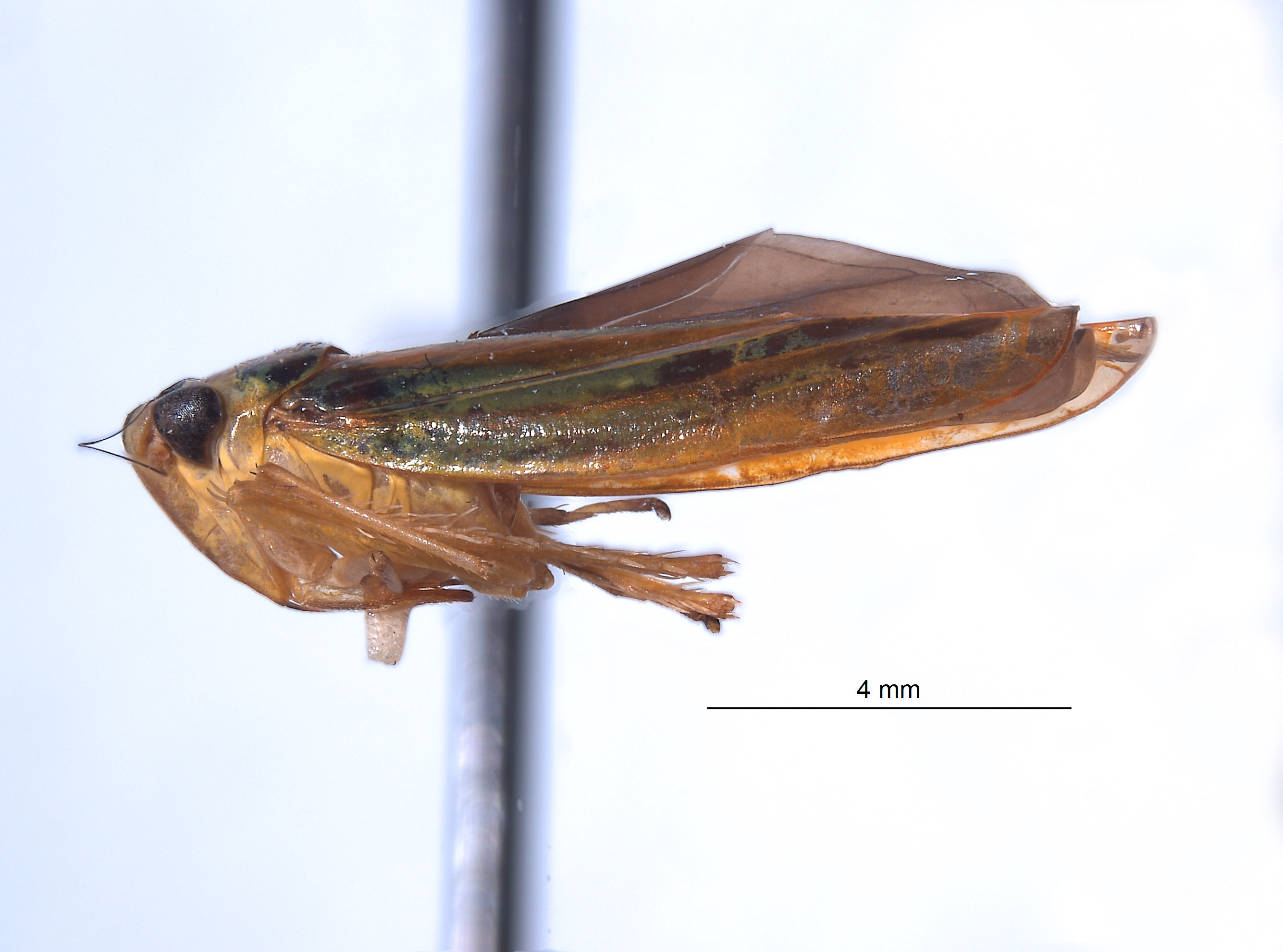 Sibovia carahua image