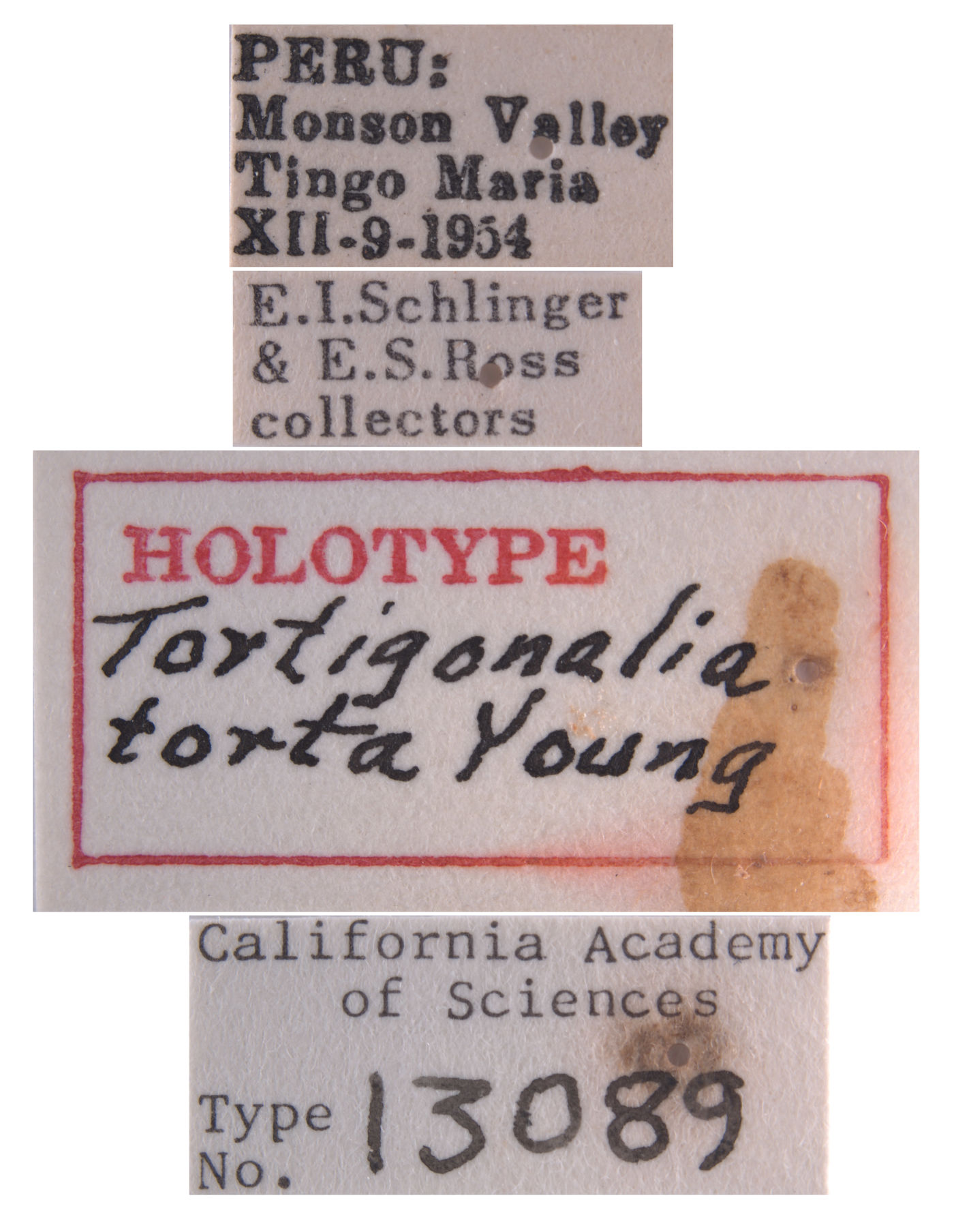 Tortigonalia torta image