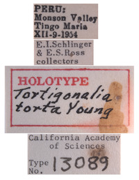 Tortigonalia torta image